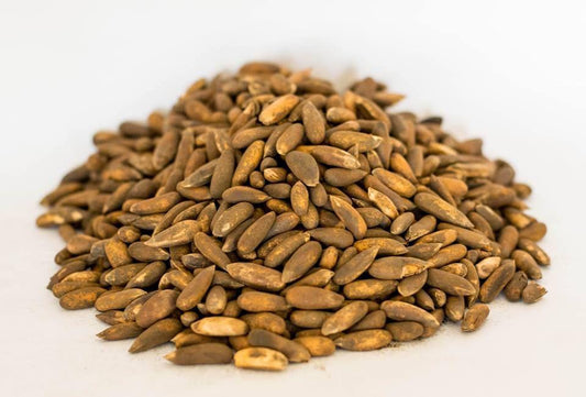 Chilghoza  چلغوزه